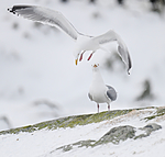 BB 13 0409 / Larus argentatus / Gråmåke